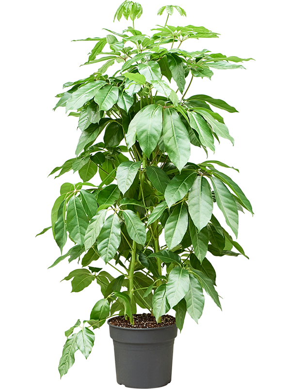 
                  
                    Schefflera actinophylla Amate
                  
                