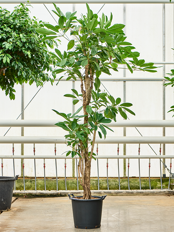 
                  
                    Schefflera actinophylla Amate
                  
                