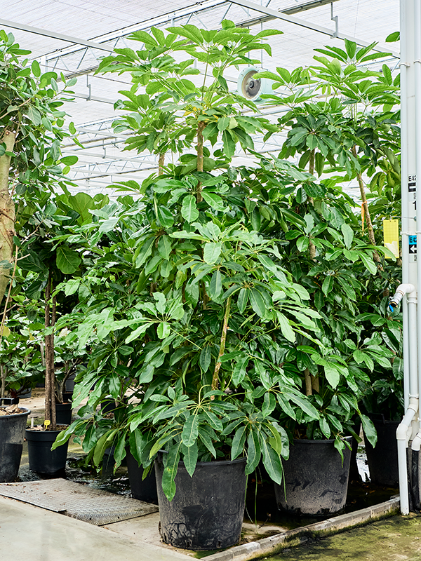 
                  
                    Schefflera actinophylla Amate
                  
                