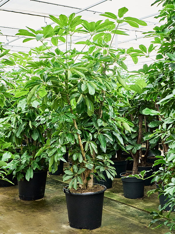 
                  
                    Schefflera actinophylla Amate
                  
                