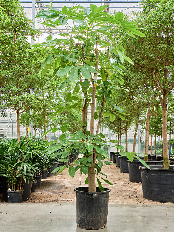 
                  
                    Schefflera actinophylla Amate
                  
                
