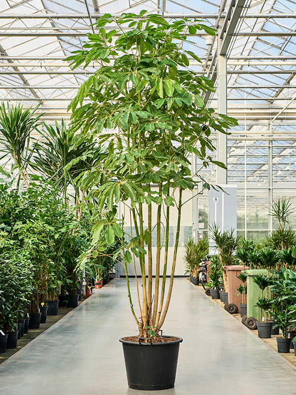 
                  
                    Schefflera actinophylla Amate
                  
                