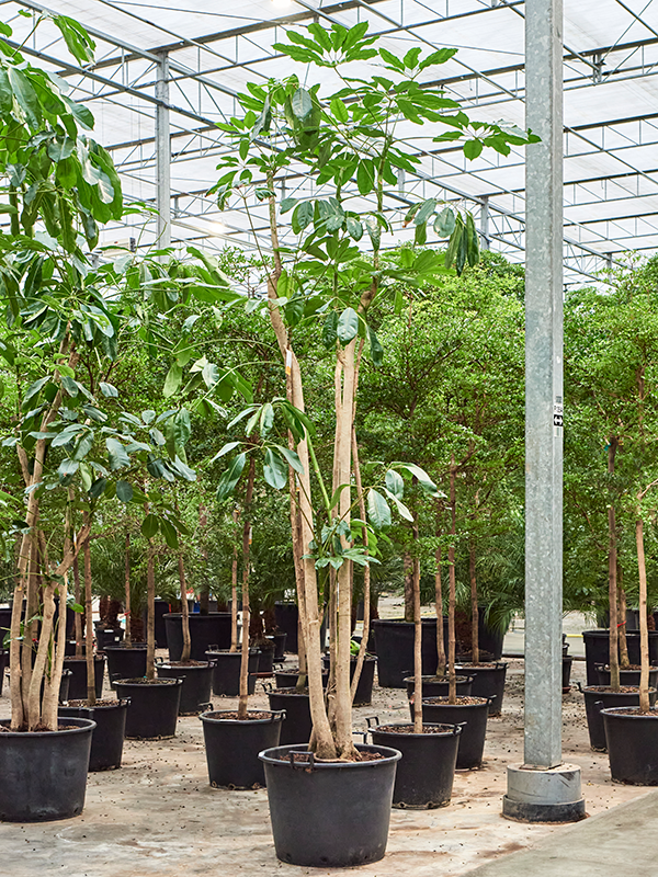 
                  
                    Schefflera actinophylla Amate
                  
                