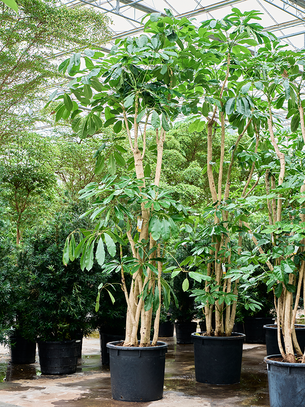 
                  
                    Schefflera actinophylla Amate
                  
                