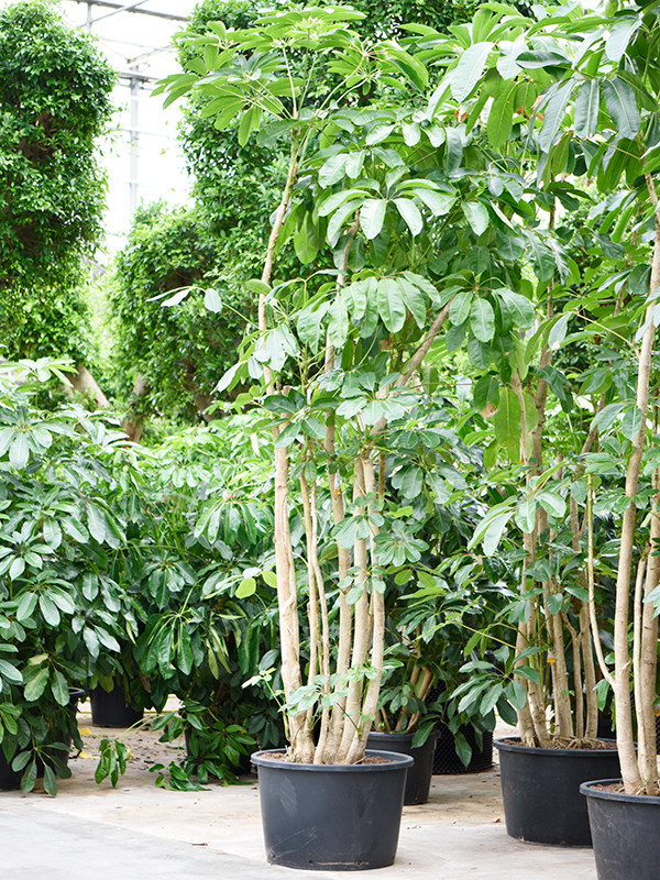 
                  
                    Schefflera actinophylla Amate
                  
                