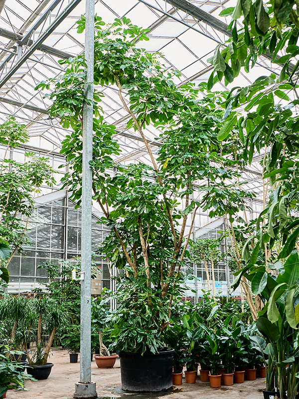 
                  
                    Schefflera actinophylla Amate
                  
                