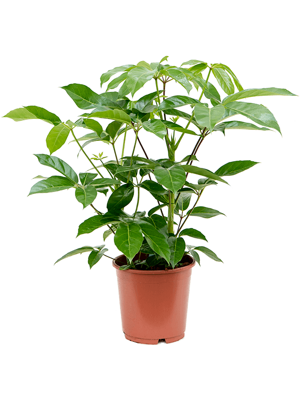 
                  
                    Schefflera actinophylla Amate
                  
                