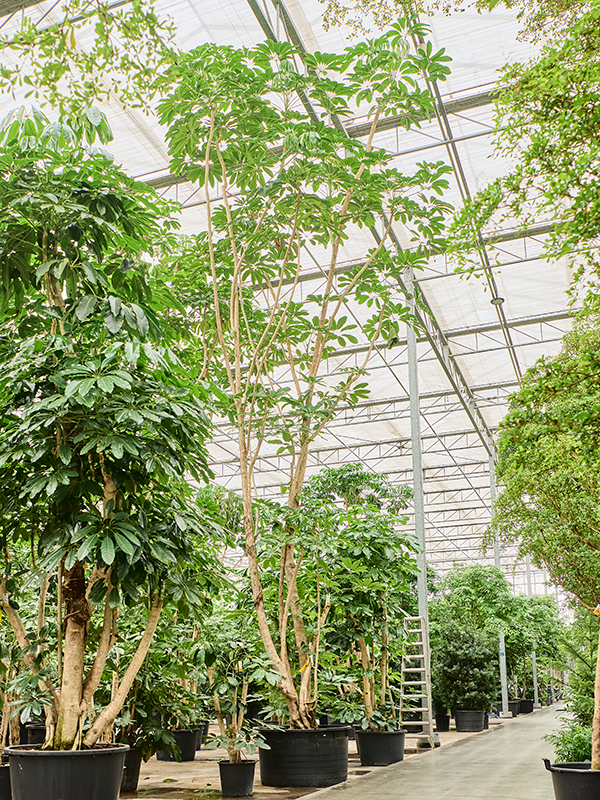 
                  
                    Schefflera actinophylla Amate
                  
                