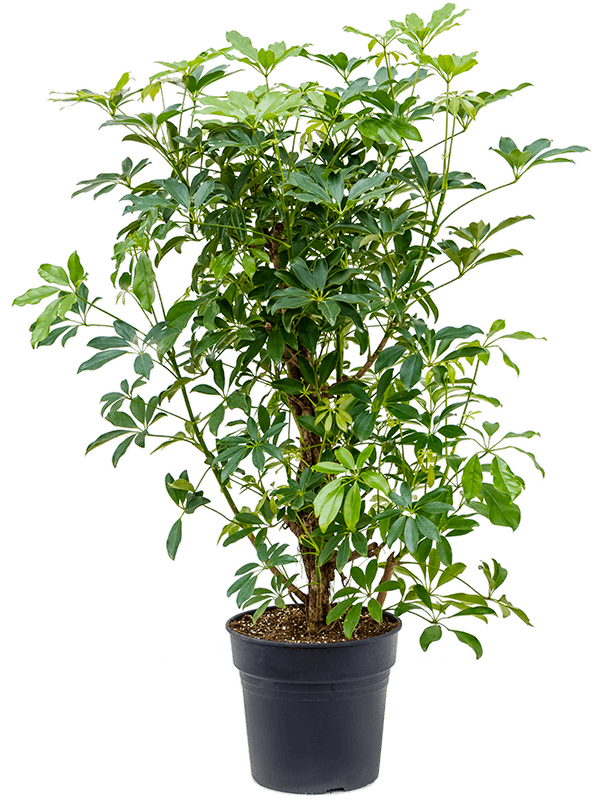 
                  
                    Schefflera arboricola 'Compacta'
                  
                
