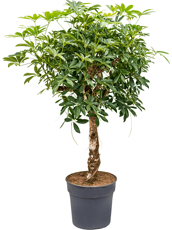 
                  
                    Schefflera arboricola 'Compacta'
                  
                