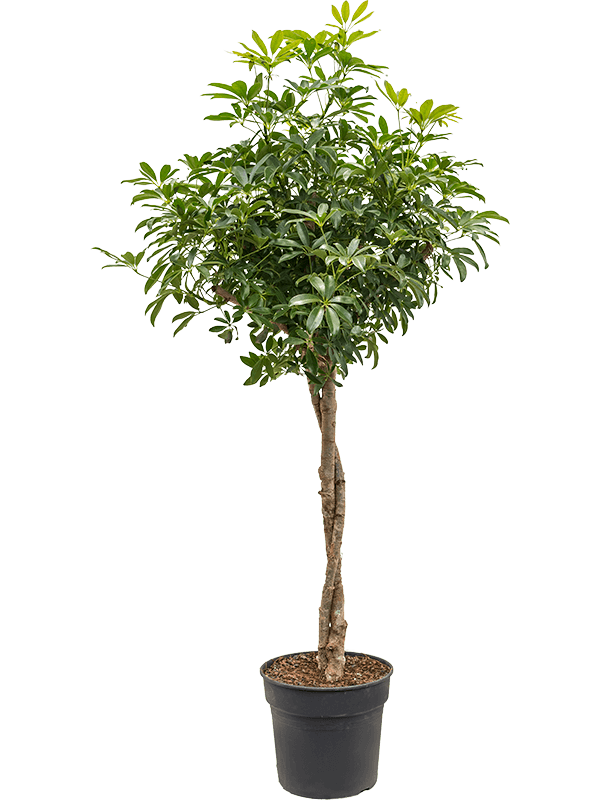 
                  
                    Schefflera arboricola Compacta
                  
                