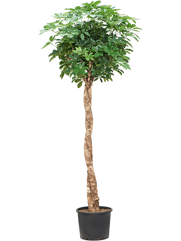 
                  
                    Schefflera arboricola 'Compacta'
                  
                