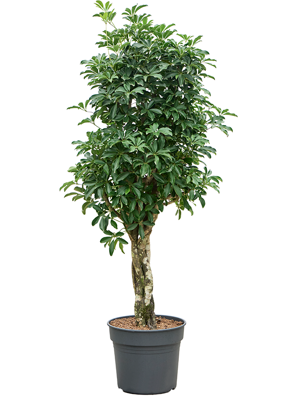 
                  
                    Schefflera arboricola 'Compacta'
                  
                