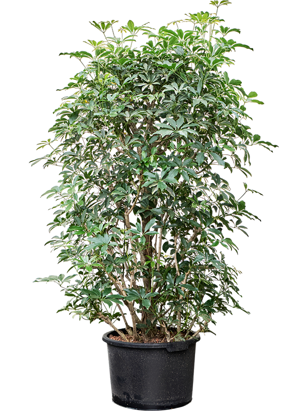 
                  
                    Schefflera arboricola Compacta
                  
                