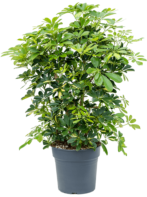 
                  
                    Schefflera arboricola Gold Capella
                  
                