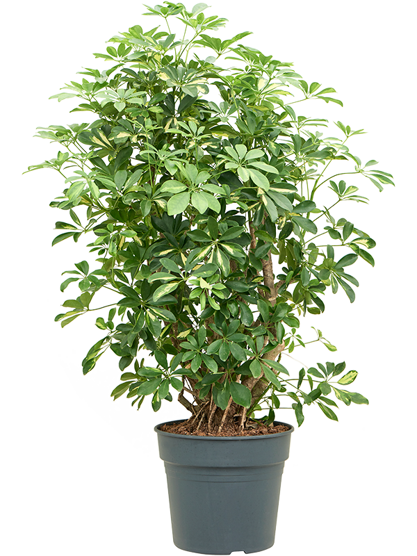 
                  
                    Schefflera arboricola Gold Capella
                  
                