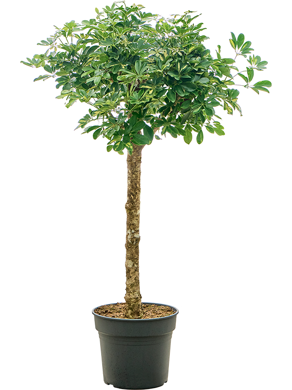 
                  
                    Schefflera arboricola Gold Capella
                  
                