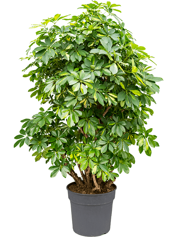 
                  
                    Schefflera arboricola Gold Capella
                  
                
