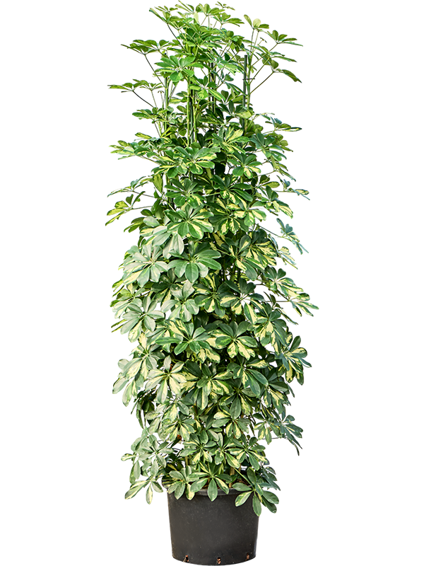 
                  
                    Schefflera arboricola Gold Capella
                  
                