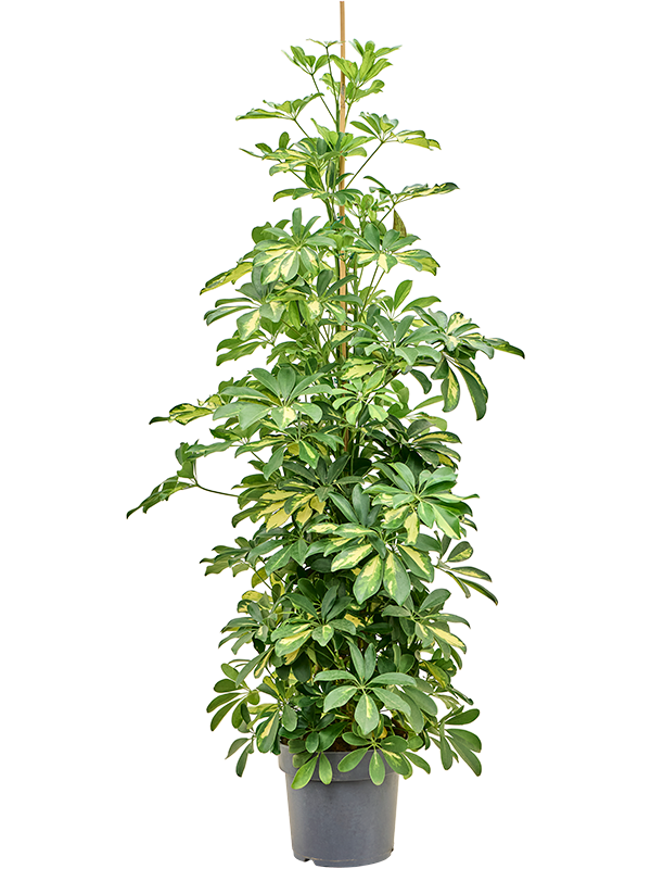 
                  
                    Schefflera arboricola Gold Capella
                  
                