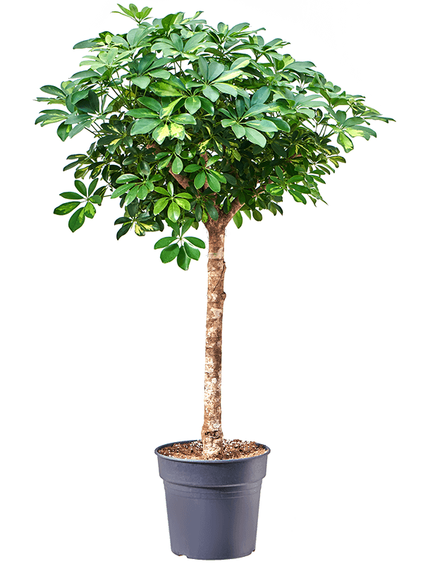 
                  
                    Schefflera arboricola Gold Capella
                  
                
