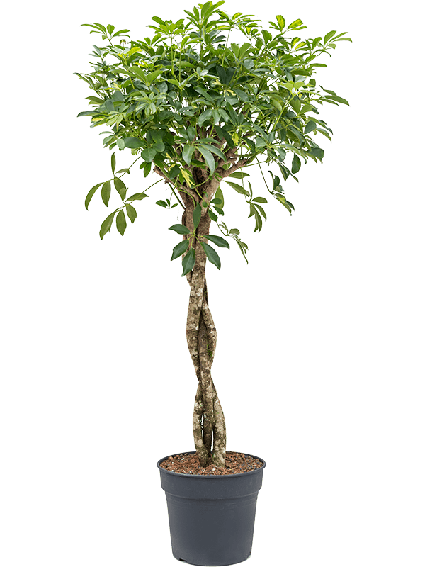 
                  
                    Schefflera arboricola Gold Capella
                  
                