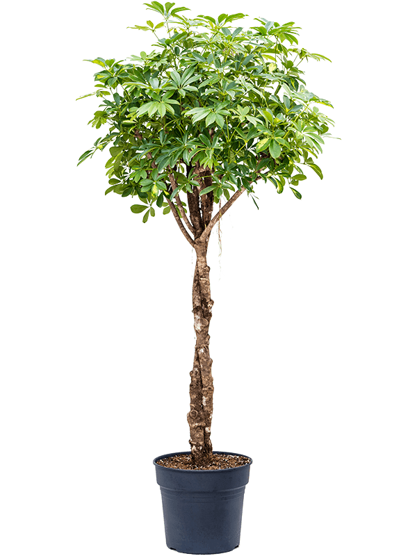 
                  
                    Schefflera arboricola Gold Capella
                  
                