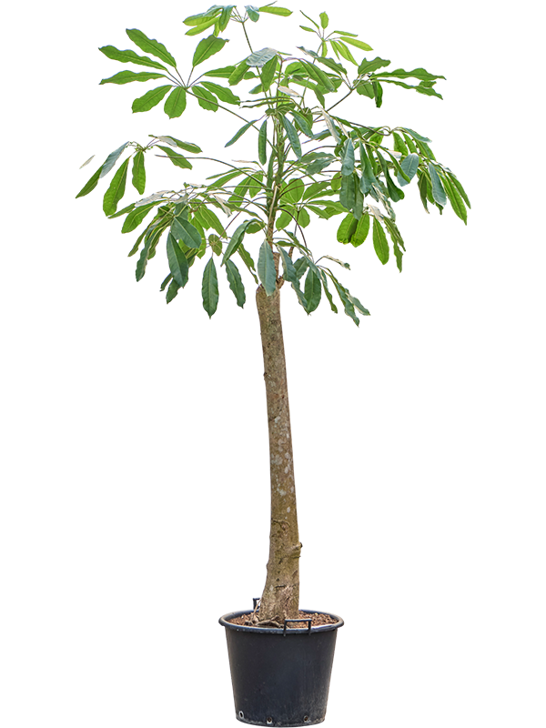 
                  
                    Schefflera actinophylla Amate
                  
                