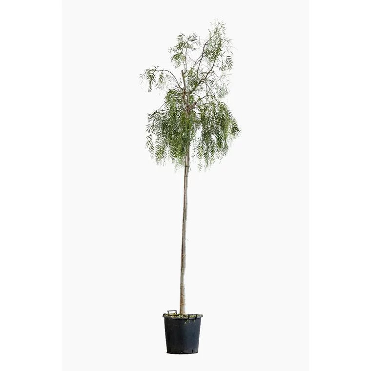 Schinus molle (faux poivrier)
