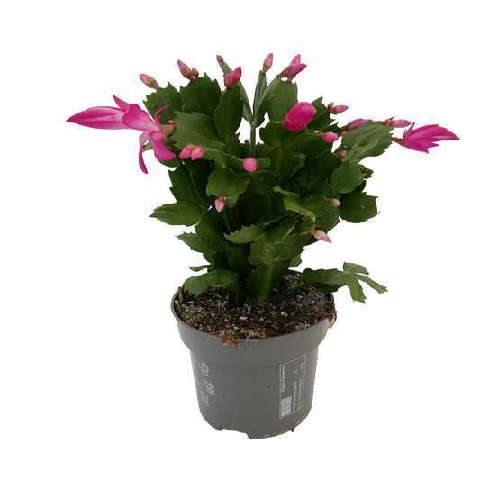 Schlumbergera cactus de Noël (rose)