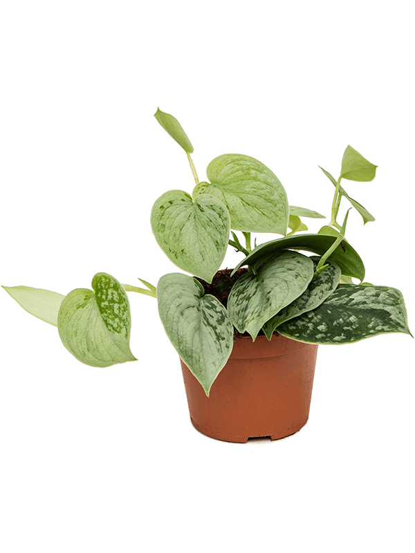 
                  
                    Scindapsus pictus Silvery Ann
                  
                