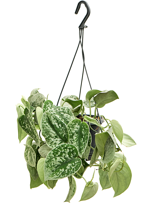 
                  
                    Scindapsus pictus Silvery Ann
                  
                