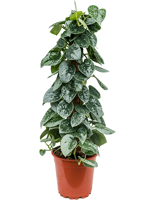 Scindapsus pictus Silvery Ann