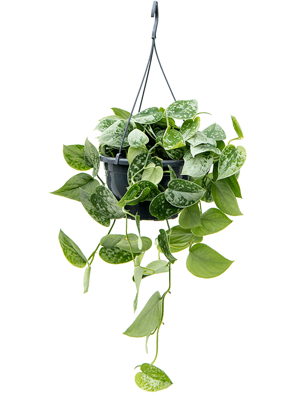 
                  
                    Scindapsus pictus Silvery Ann
                  
                