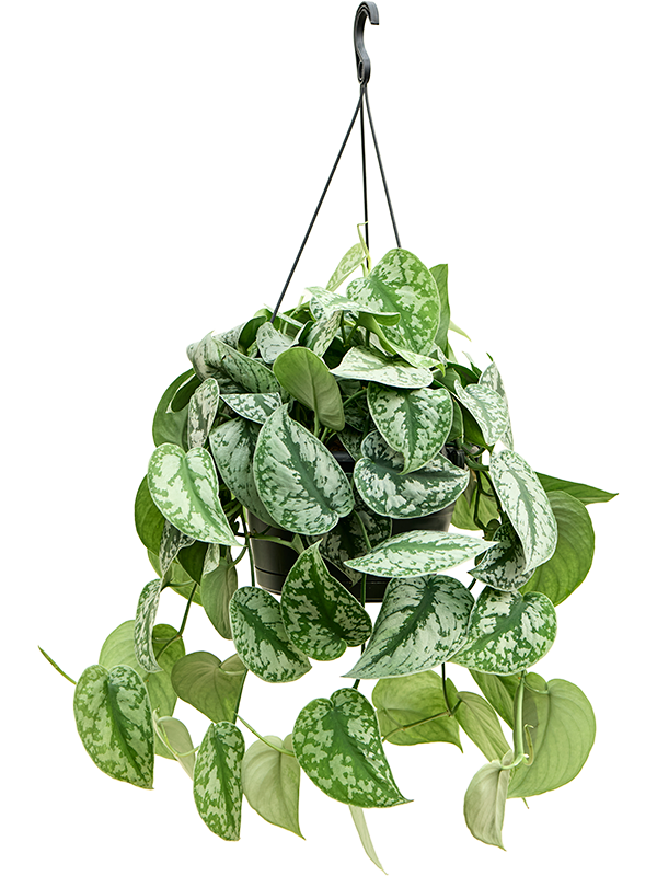 
                  
                    Scindapsus pictus 'Trebie' (retombant)
                  
                