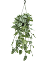 Plante D'intérieur Scindapsus Pictus 'Trebie' - Pot 15 Cm - Hauteur 20-25 Cm - Plante Retombante/grimpante Purificatrice D'air - 7