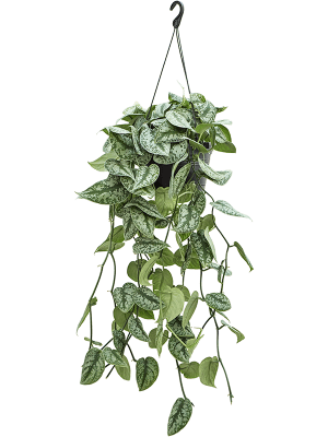 Scindapsus pictus 'Trebie' (retombant)