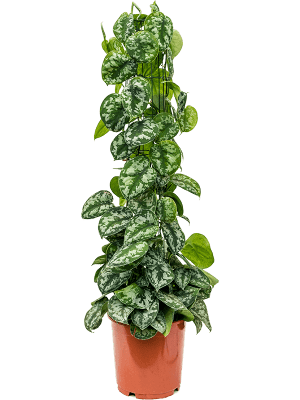 
                  
                    Scindapsus pictus 'Trebie' (colonne)
                  
                