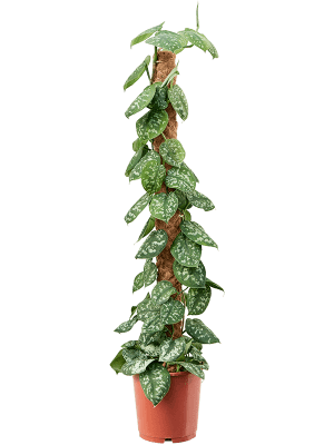 
                  
                    Scindapsus pictus 'Trebie' (colonne)
                  
                