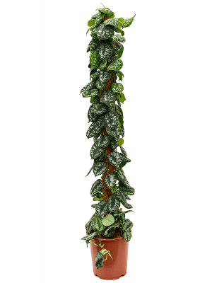 
                  
                    Scindapsus pictus 'Trebie' (colonne)
                  
                