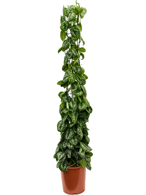 
                  
                    Scindapsus pictus 'Trebie' (colonne)
                  
                