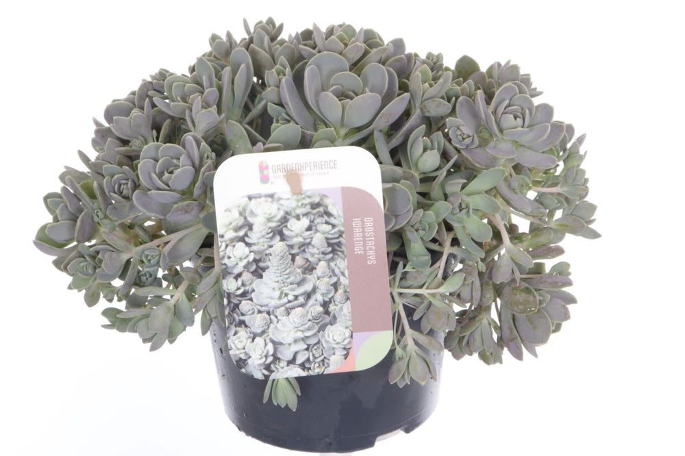 Sedum Orostachys