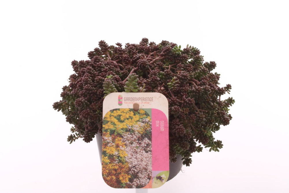 Sedum oreganum