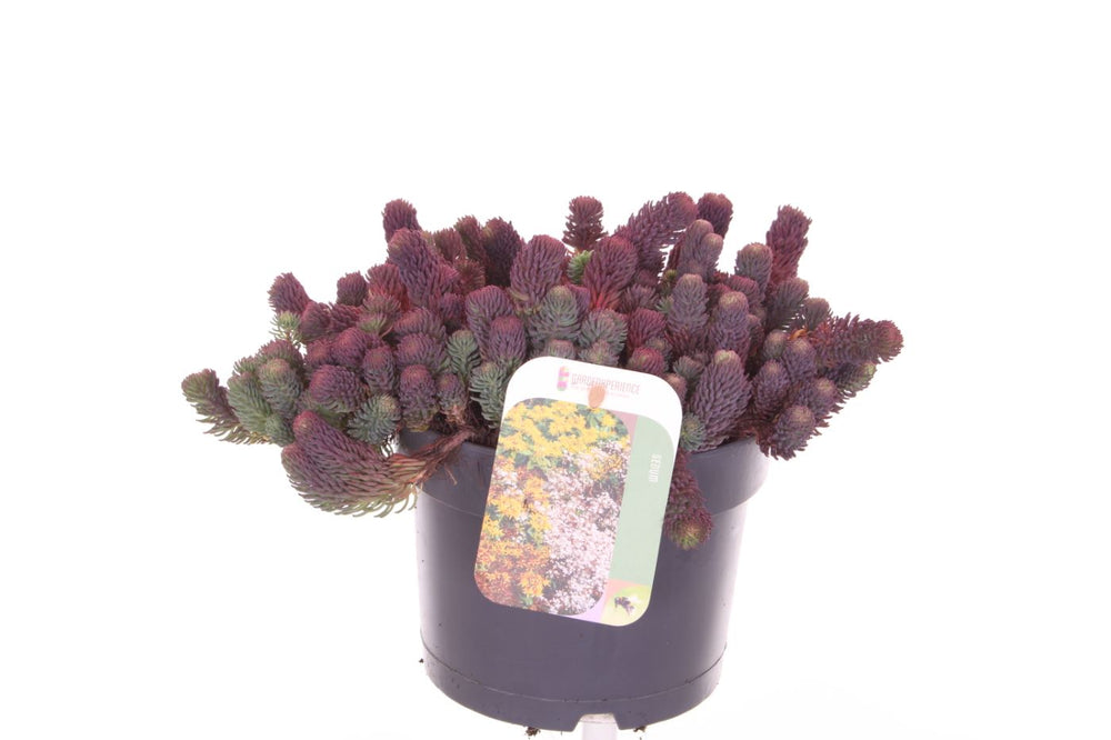 Sedum forsterianum Oracle