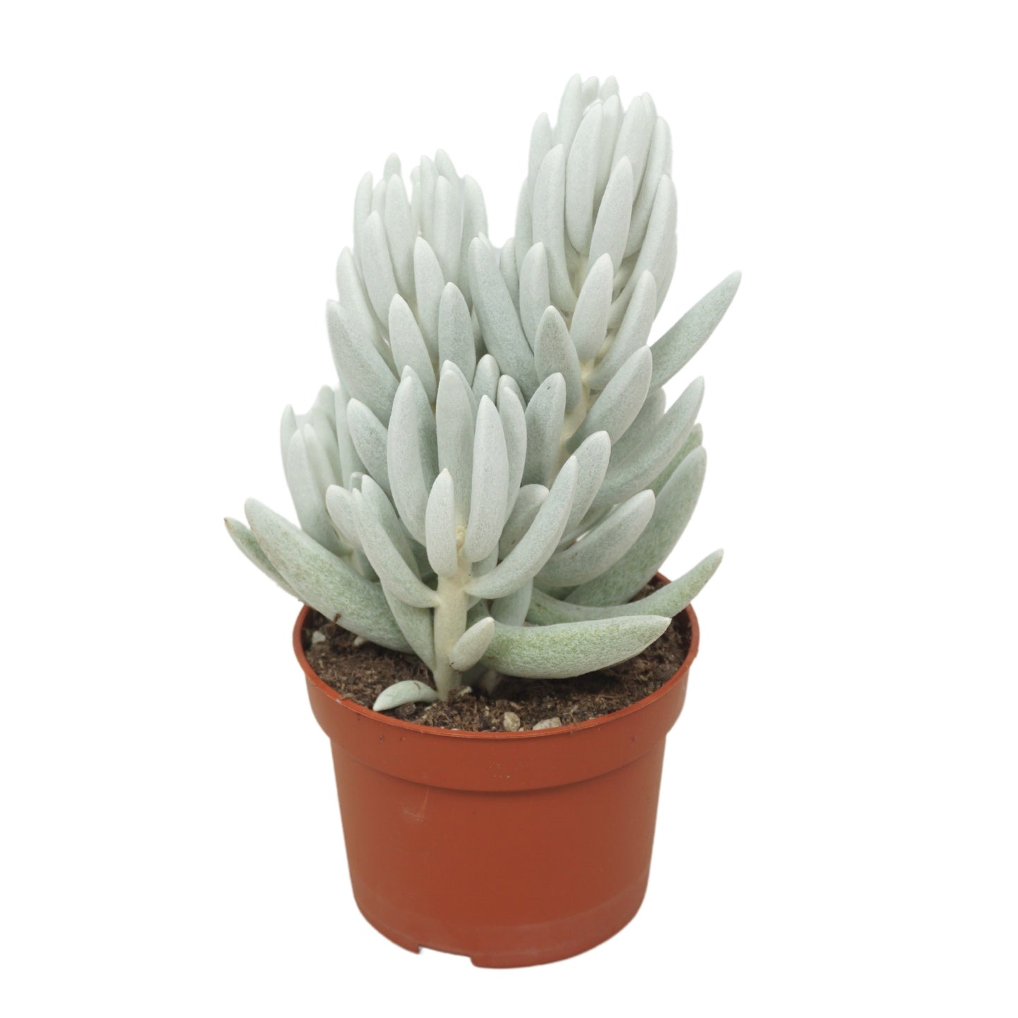 Senecio Mont Blanc.