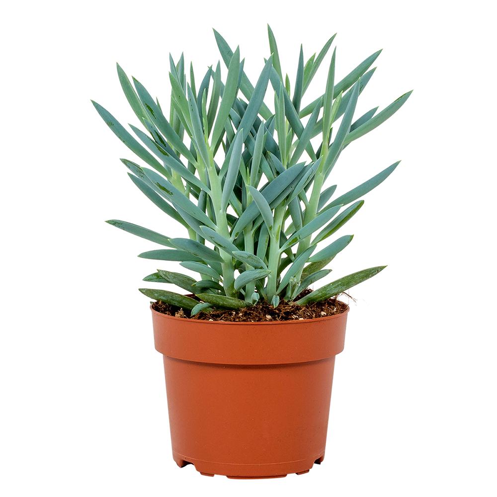Senecio Mount Everest