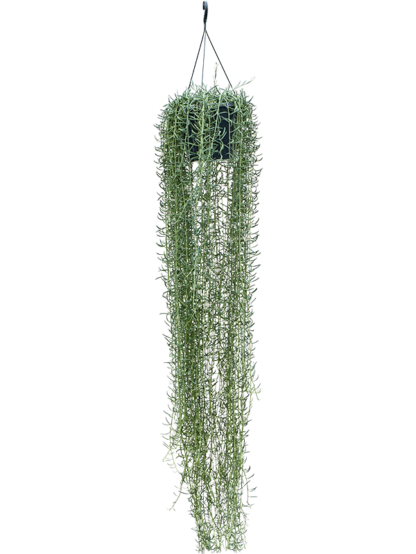 Senecio blue pickle