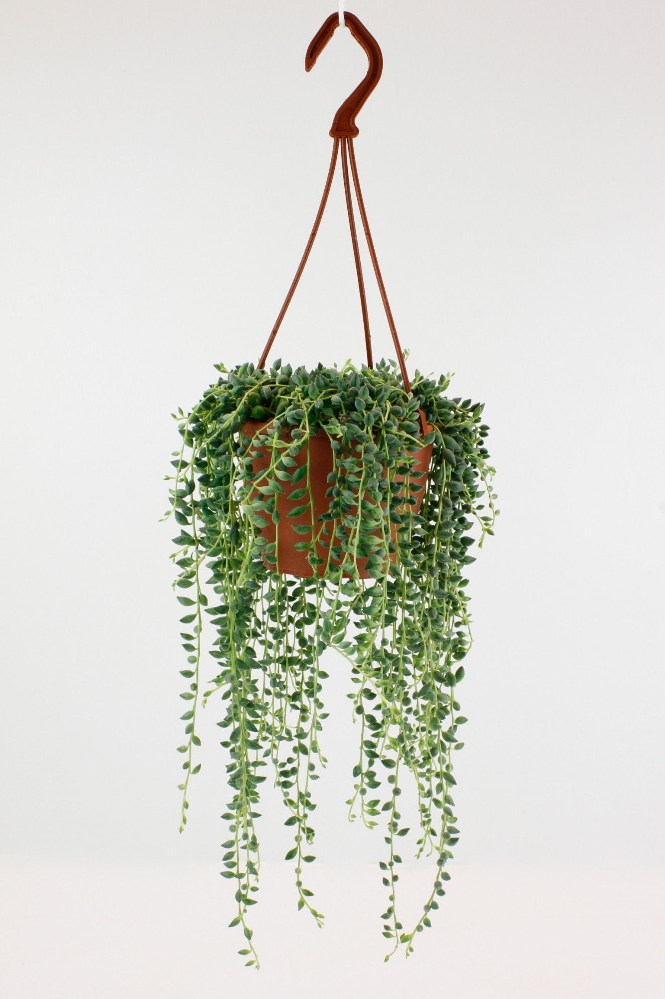 
                  
                    Senecio
                  
                