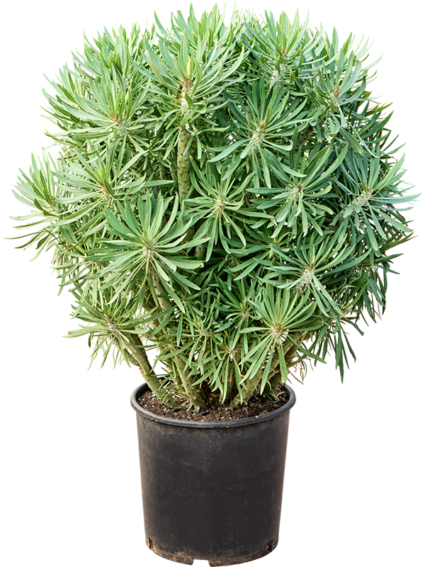 Senecio kleinia