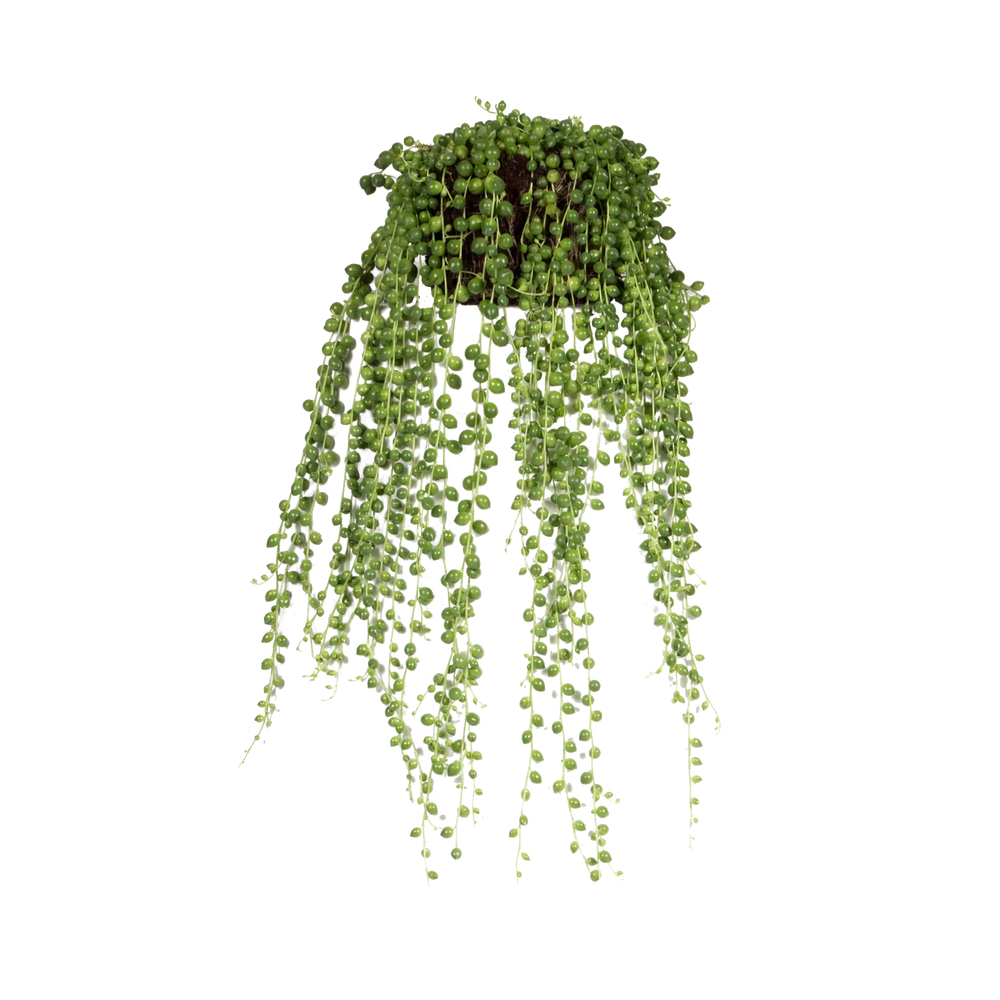 
                  
                    Senecio rowleyanus
                  
                